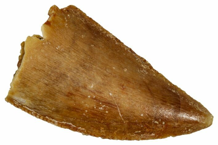 Serrated Raptor Tooth - Real Dinosaur Tooth #333377